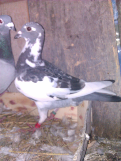 IMAG0379 - 2 puii 2012