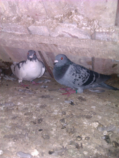 IMAG0382 - 2 puii 2012