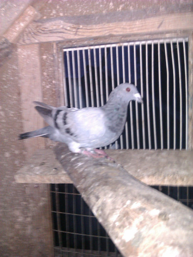 IMAG0401 - 2 puii 2012