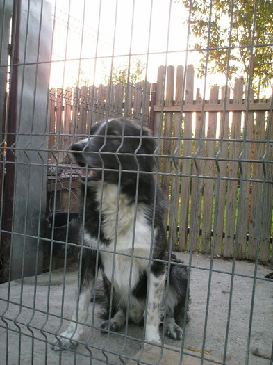 IMG_0371 - MY DOG-Baciu arhiva