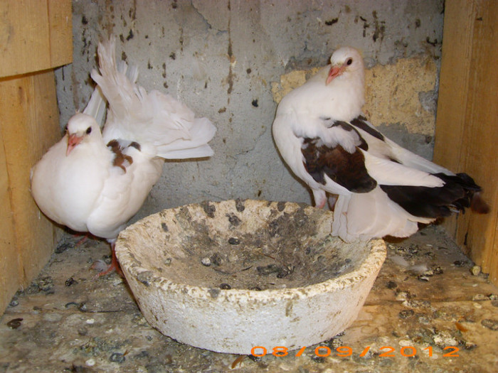IMG_2953 - Pui voltati 2012-2013-2014