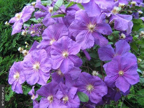 Clematis_Inflorit_med