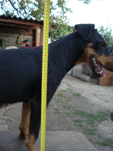 laica 11 luni 43 greaban