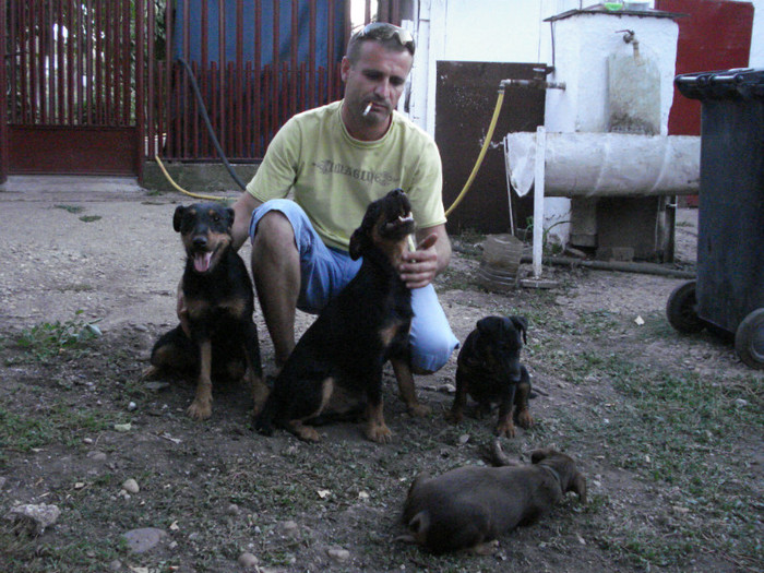 o parte din terrierii mei (2)