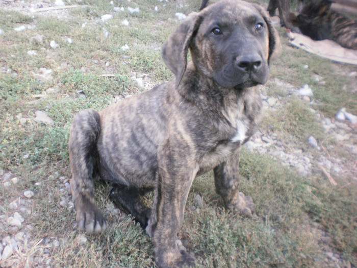 P9092931 - 15 arad dogo canario pui nascuti la 19 06 2012