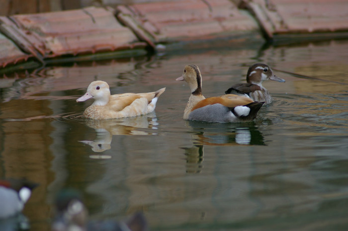 pereche mic atlantic galben - RATE EXOTICE-exotic ducks