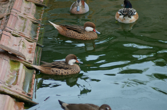 pereche bahama standar - RATE EXOTICE-exotic ducks