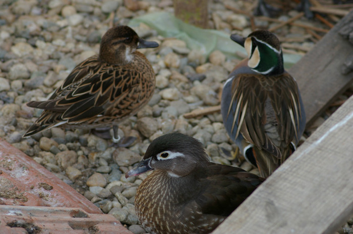 pereche baikal standar - RATE EXOTICE-exotic ducks