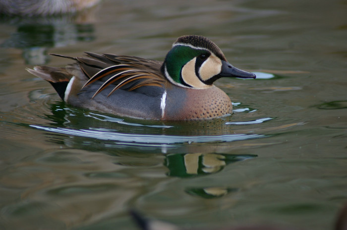 mascul baikal - RATE EXOTICE-exotic ducks