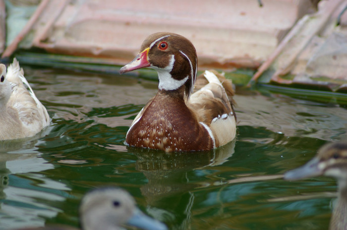 mascul carolin galben - RATE EXOTICE-exotic ducks