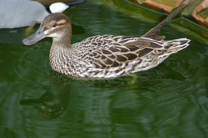 femela cârâetoare - RATE EXOTICE-exotic ducks