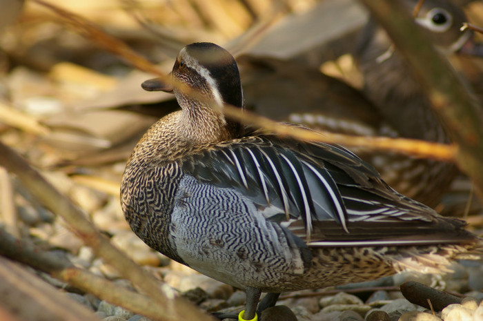 mascul cârâetoare - RATE EXOTICE-exotic ducks