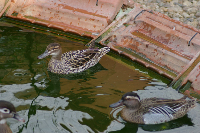 pereche rata cârâetoare - RATE EXOTICE-exotic ducks