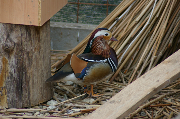 mascul mandarin standard - RATE EXOTICE-exotic ducks