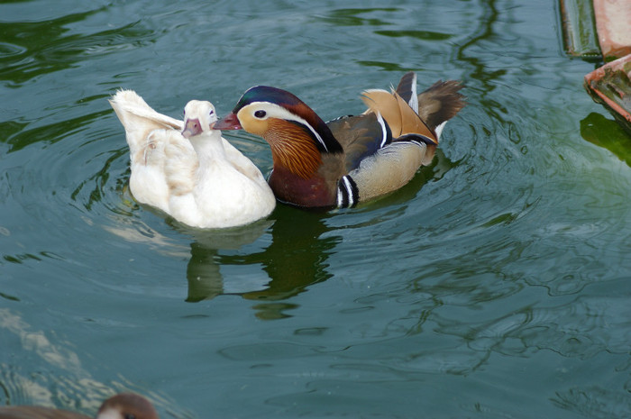 mandarin cu femela galbena - RATE EXOTICE-exotic ducks