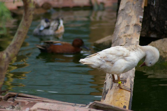mandarina galbena - RATE EXOTICE-exotic ducks