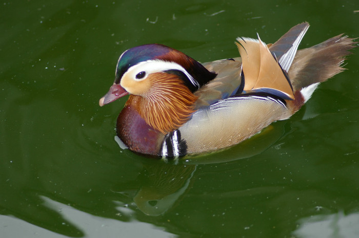 mandarin - RATE EXOTICE-exotic ducks