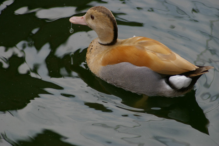 mascul galben - RATE EXOTICE-exotic ducks