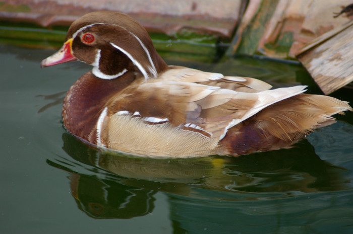 mascul galben carolin - RATE EXOTICE-exotic ducks