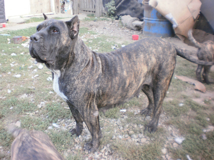 P9092935 - 15 arad dogo canario pui nascuti la 19 06 2012