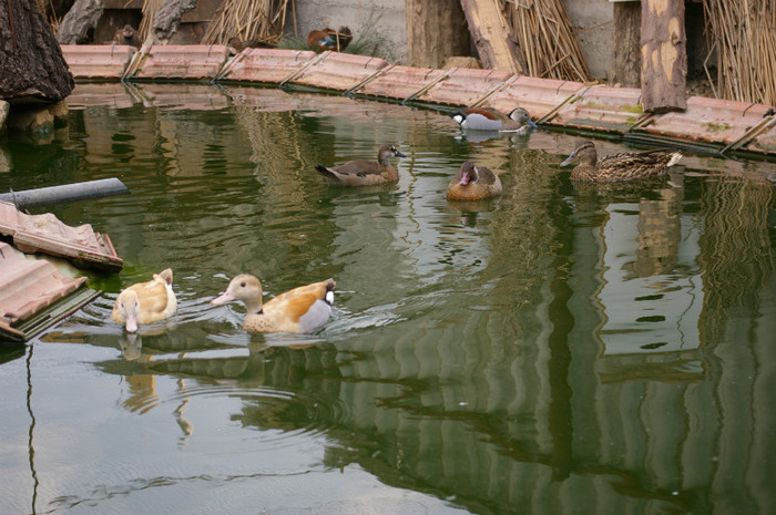 pereche mic atlantic galben