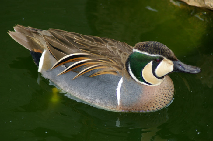 mascul baikal - RATE EXOTICE-exotic ducks