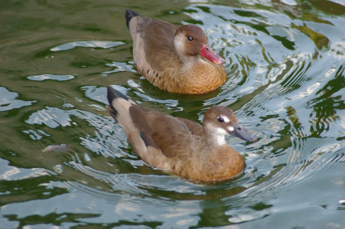 pereche amazon - RATE EXOTICE-exotic ducks