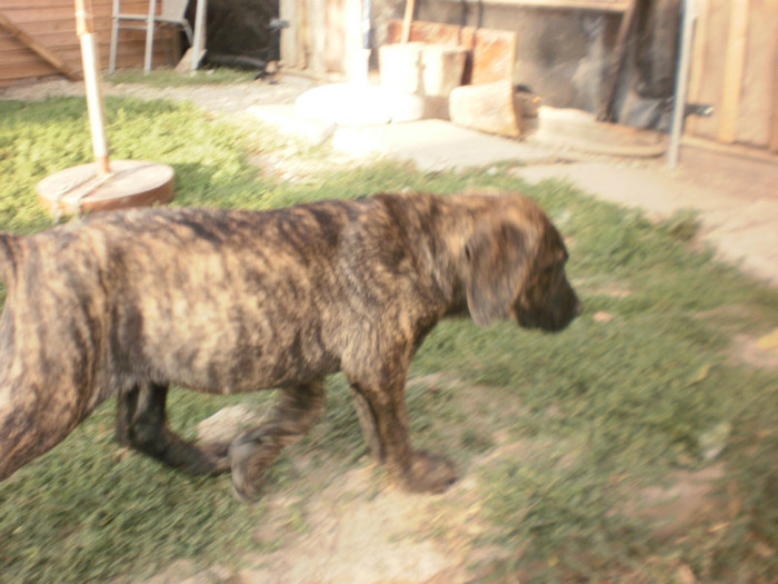 P9092946 - 15 arad dogo canario pui nascuti la 19 06 2012