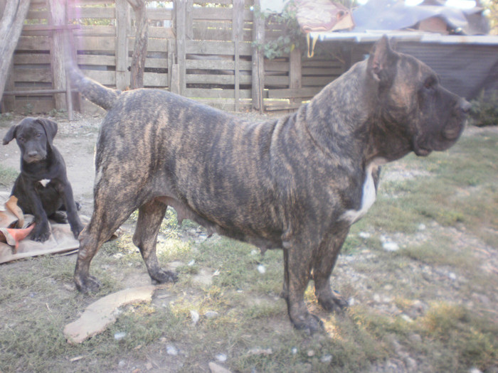 P9092956 - 15 arad dogo canario pui nascuti la 19 06 2012