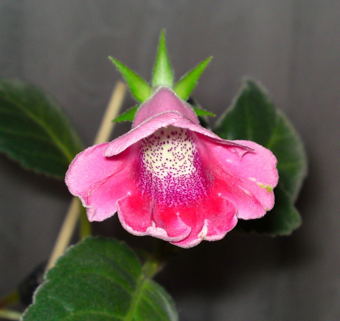  - Alte gesneriaceae