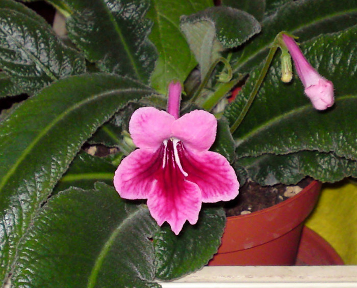 Streptocarpus - Alte gesneriaceae