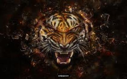 images-35 - xTigers