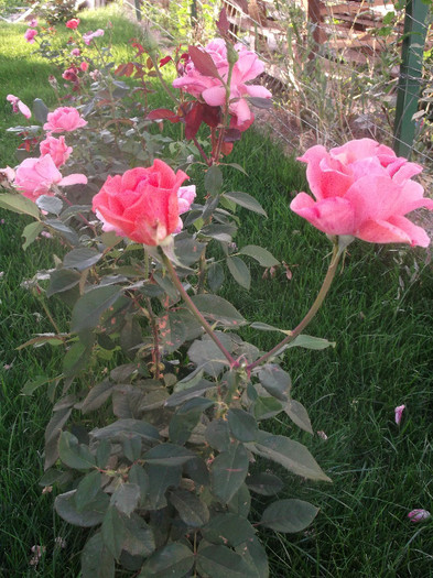 trandafir roz - Trandafiri