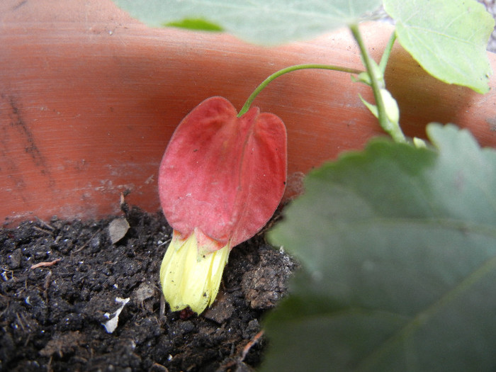 Abutilon megapotamicum (2012, Sep.09) - Abutilon megapotamicum