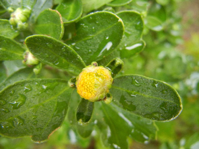 Chrysanthemum (2012, Sep.07)