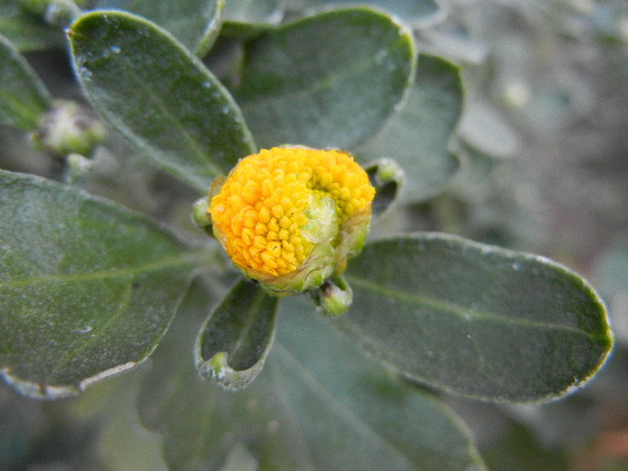 Chrysanthemum (2012, Sep.09)