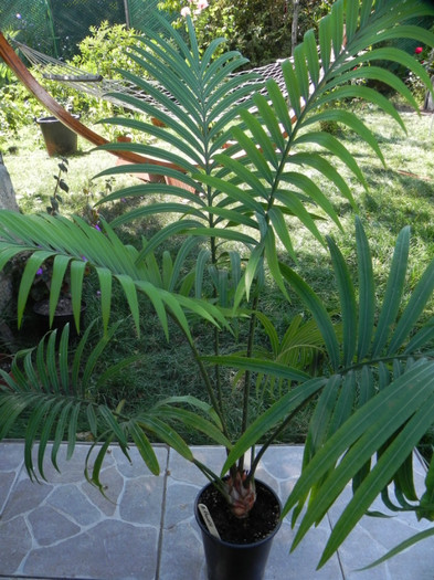  - Cycas Thouarsii