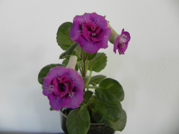 ozark country plum - Sinningia