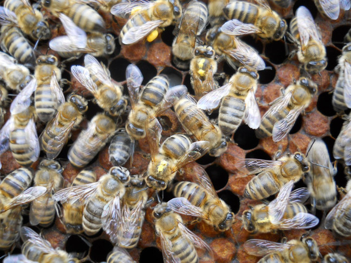 pete galbui pe spatele albinelor