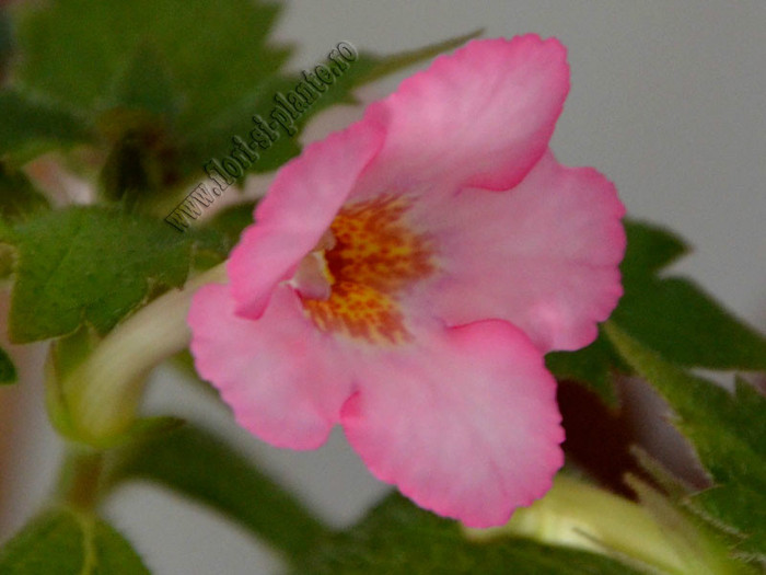 Achimenes Amour - ACHIMENES II