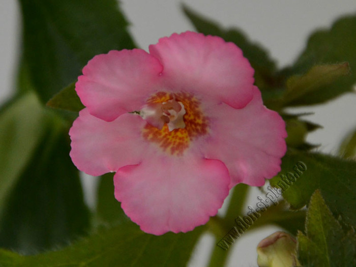 Achimenes Amour - ACHIMENES II