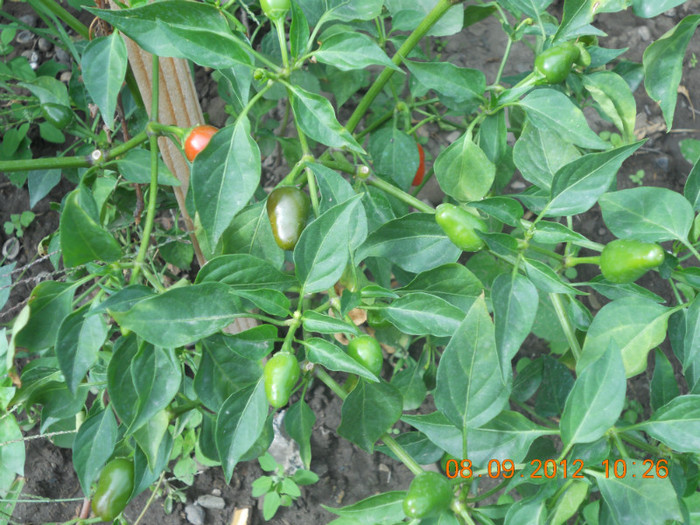 DSCN1934