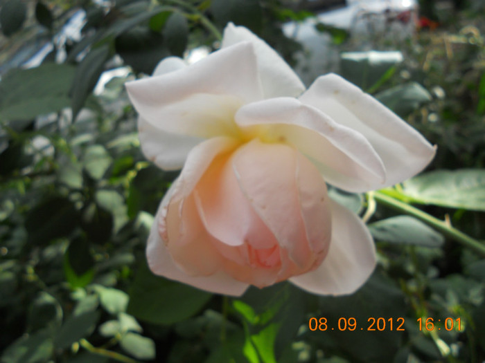 DSCN1939