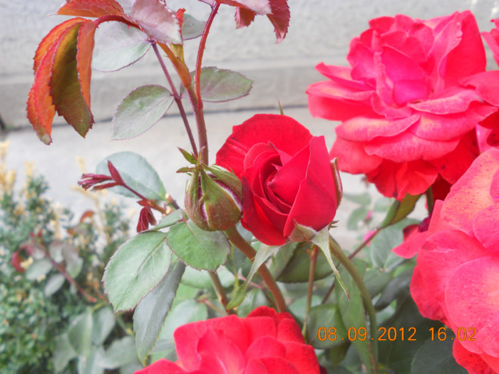 DSCN1942 - Trandafiri 2012