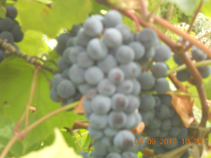 DSCN1923 - Viticultura 2012-2013-2014