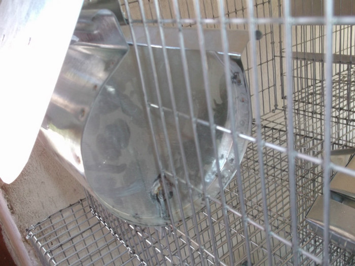 loc baie nisip iepure chinchilla - FERMA PATRAS BOBILECH TIGAU BISTRITA NASAUD