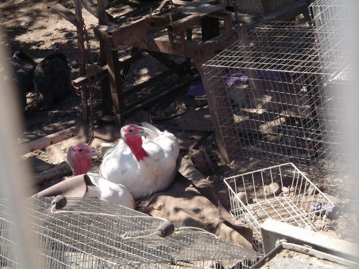 "ELEMENTE" DE CRATITA