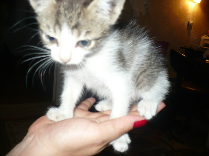 Scama 09.09.2012 la 4 zile de la adoptie - Animalute