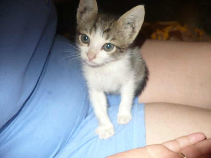 Scama pisicul nr. 12