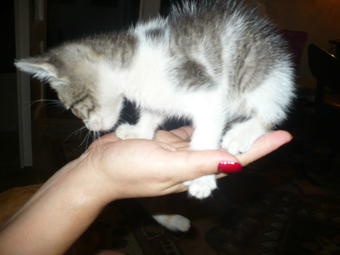 Adunat din curte de la servici; Un pisic tupeist si mancacios
